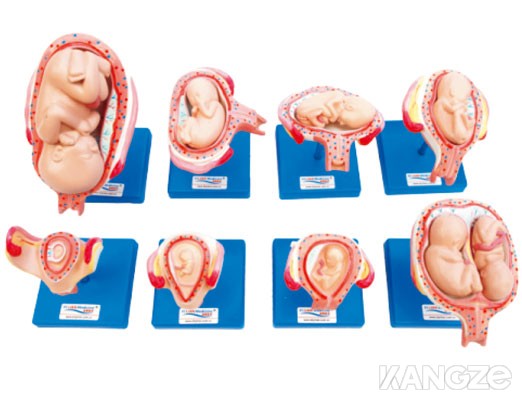 妊娠胚胎发育过程模型（8件/套）