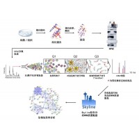 MRM/PRM定量蛋白组学分析