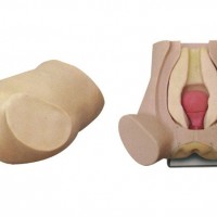 诊断性刮宫仿真模型